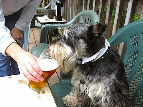 Dads revel in postpartum melancholy and it is no shaggy dog story 1