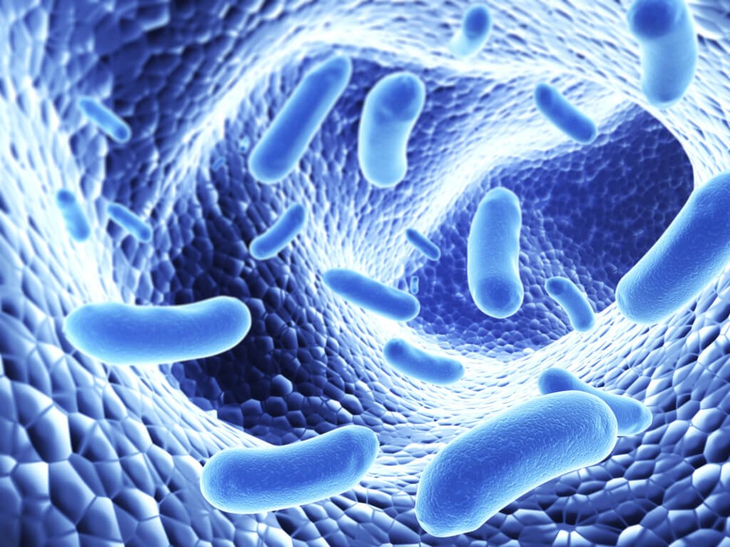 Gut bacteria related to continual ache for first time