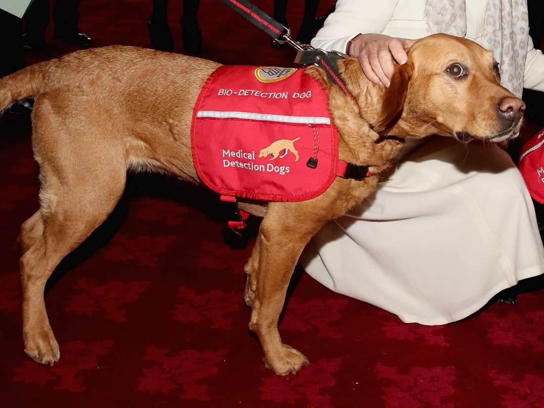 Are dogs better at detecting most cancers ‘than superior technology?’