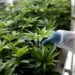 How Marijuana Industry Has Positively Affected Economic Value Other Sectors