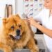 How to Treat Dry Flaky Skin on Dogs